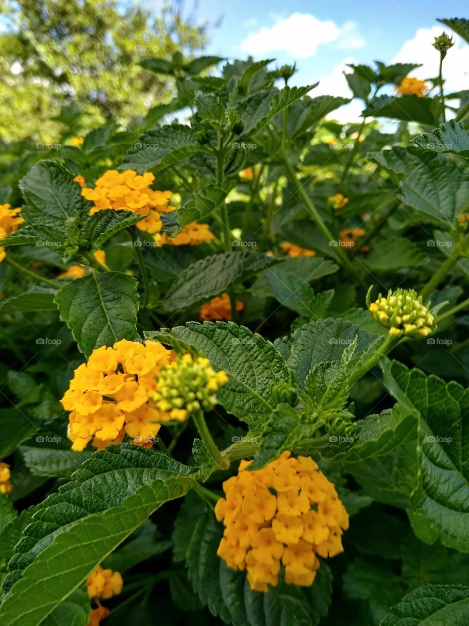 Color