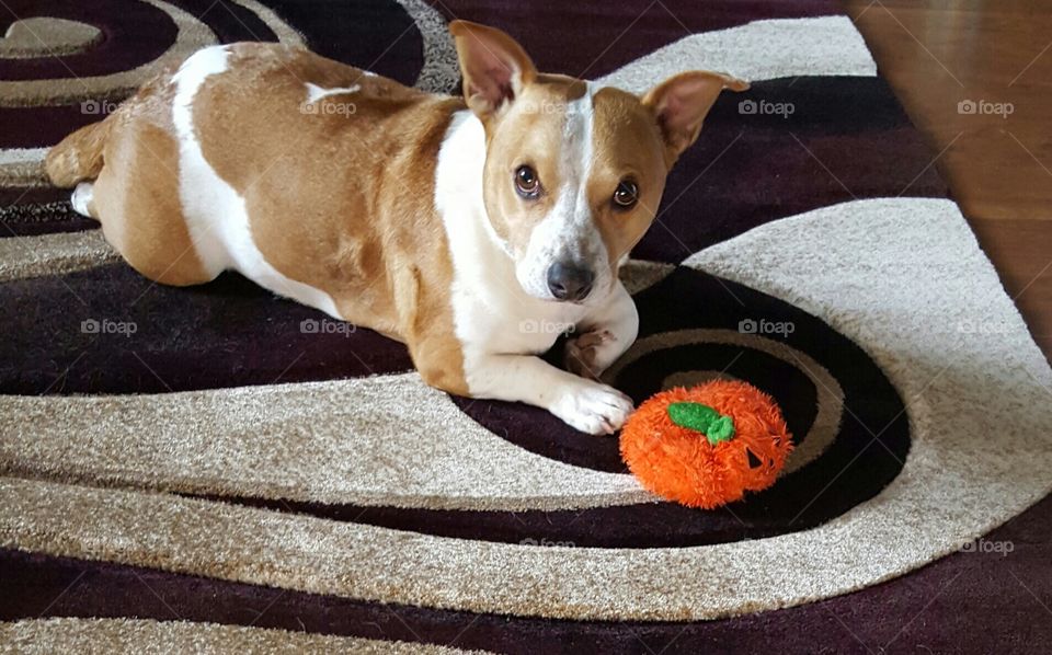 Our dog testing our new carpet. Giving it his seal of approval.