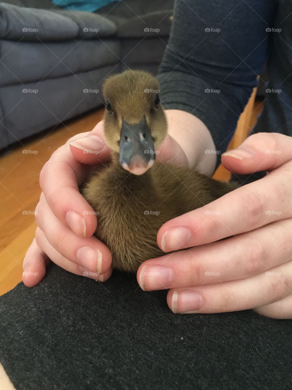 Duck