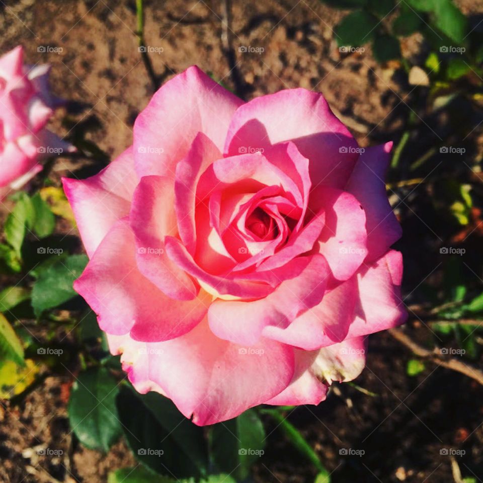 🌹 🇺🇸 Very beautiful flowers to brighten our day.  Live nature and its beauty. Did you like the delicate petals? / 🇧🇷 Flores muito bonitas para alegrar nosso dia. Viva a natureza e sua beleza. Gostaram das pétalas delicadas? 