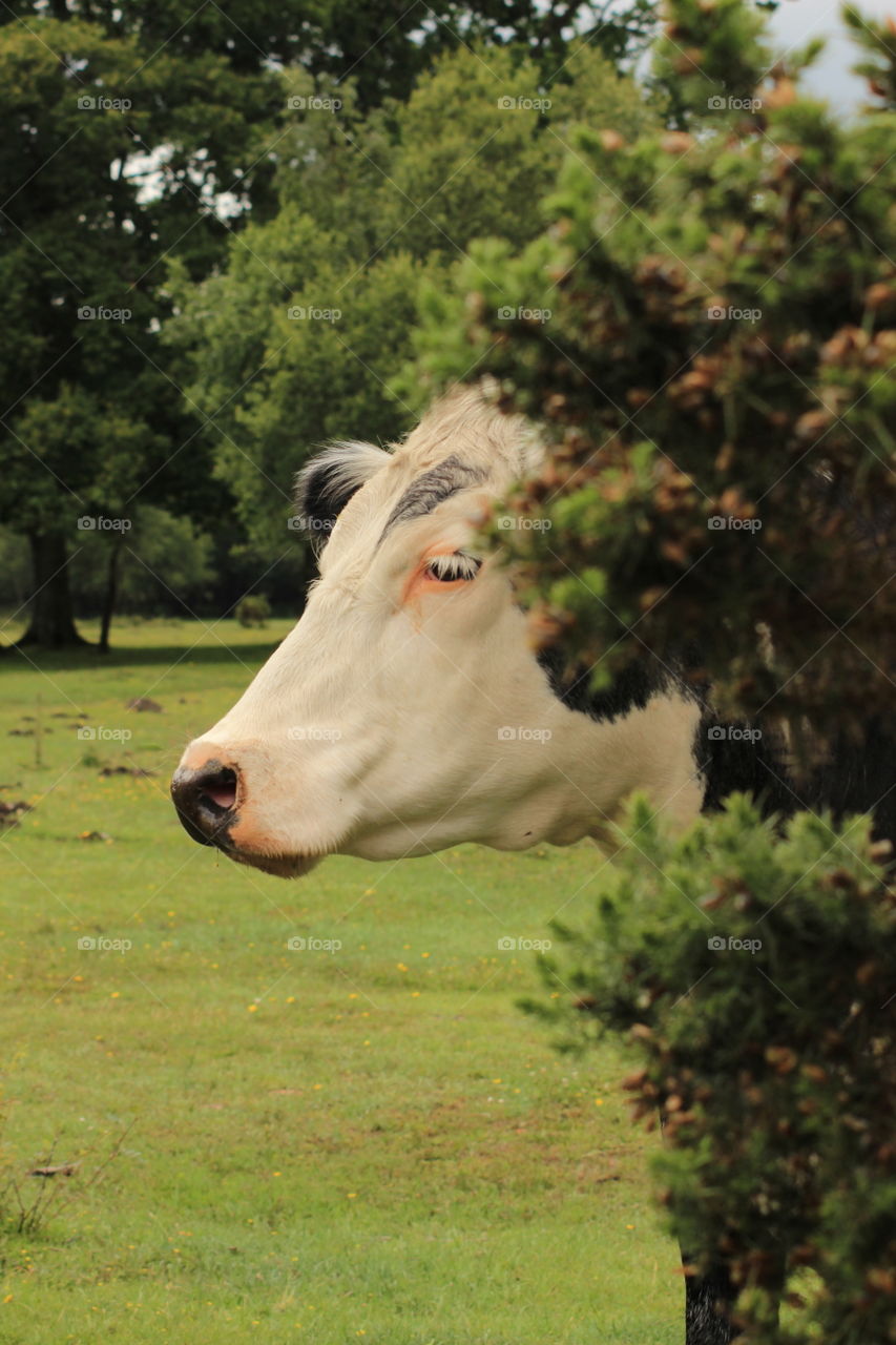 Sneaky cow