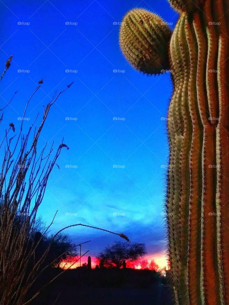Saguaro Sunset in Tucson, Arizona