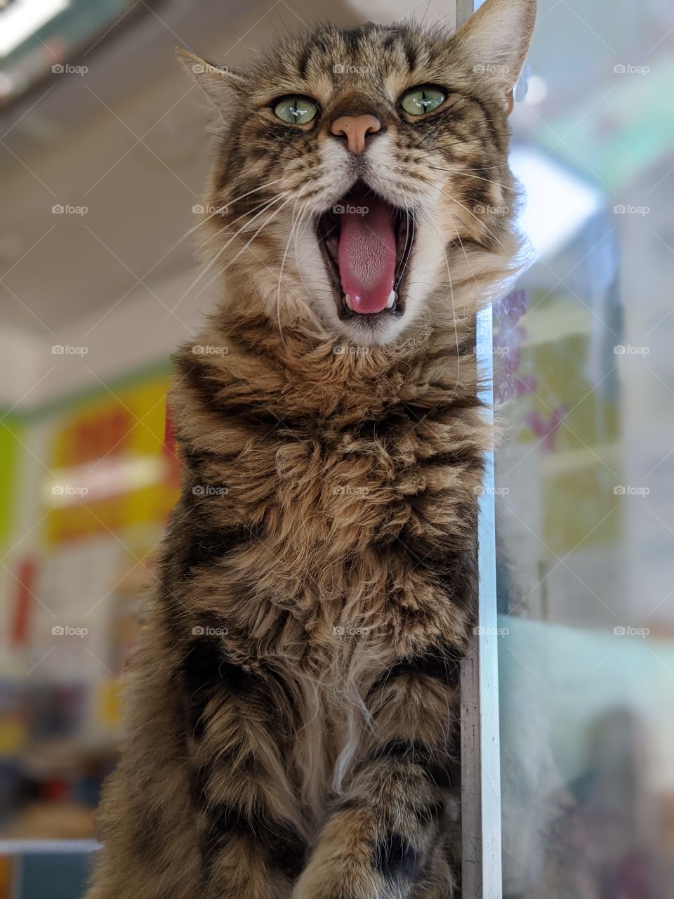 Cat yawning