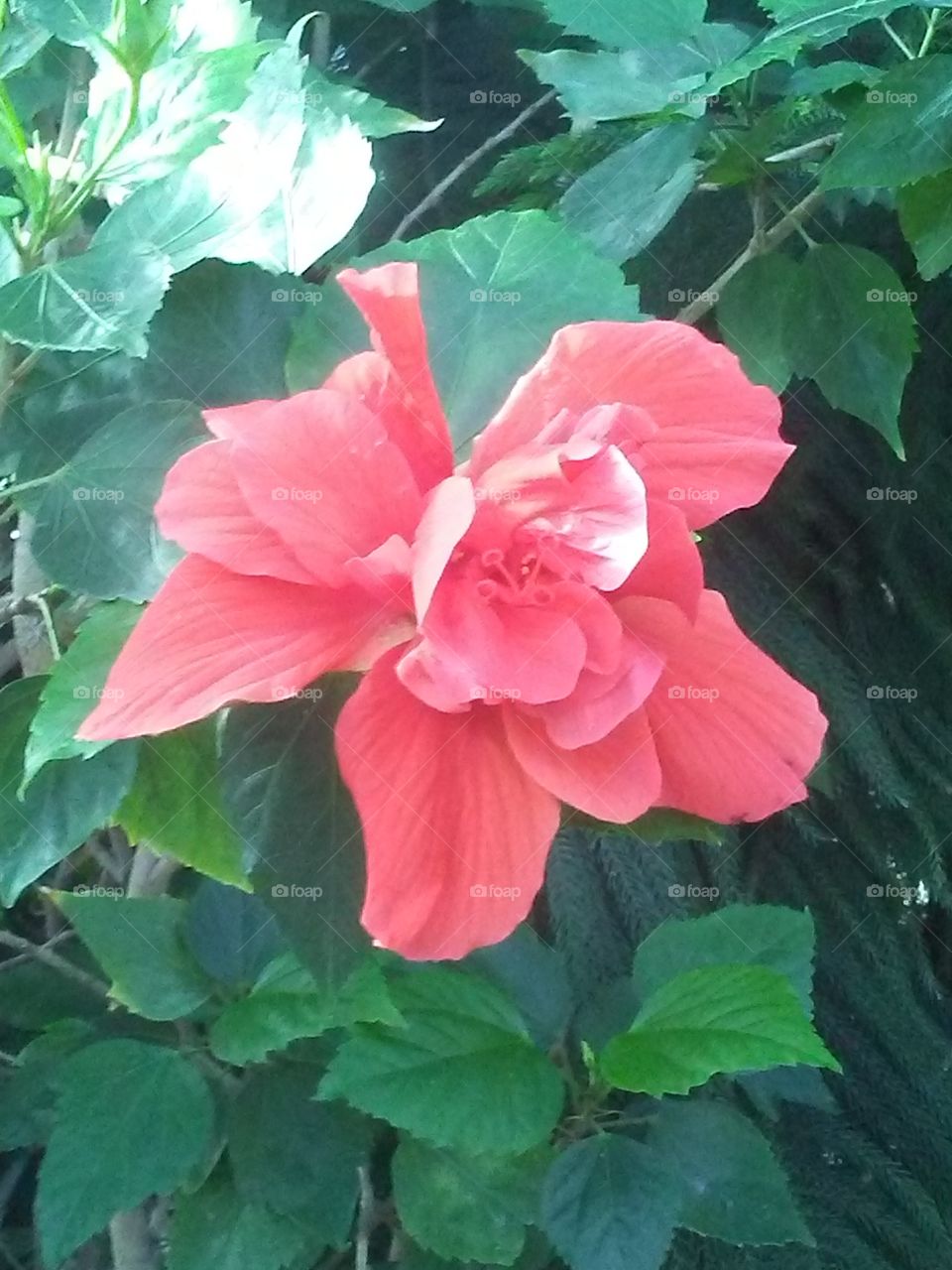 Double Red Hibiscus