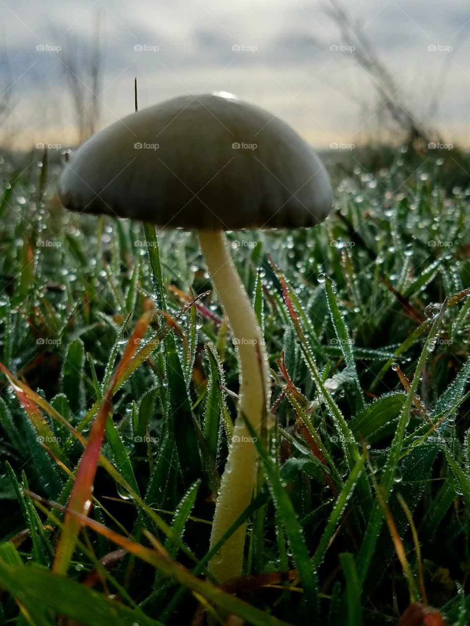 Morning dew on the fungi