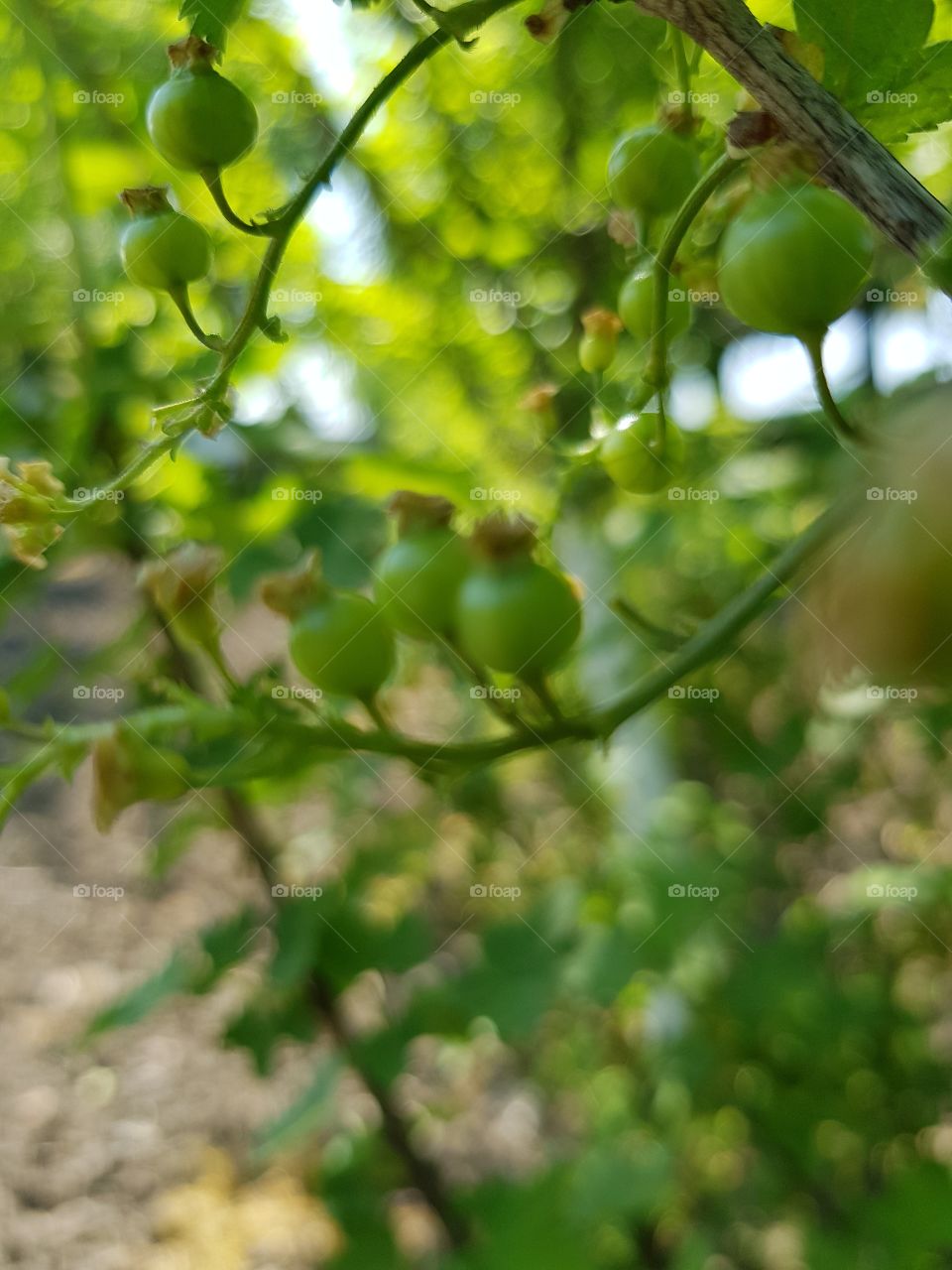 Close up green cranberries