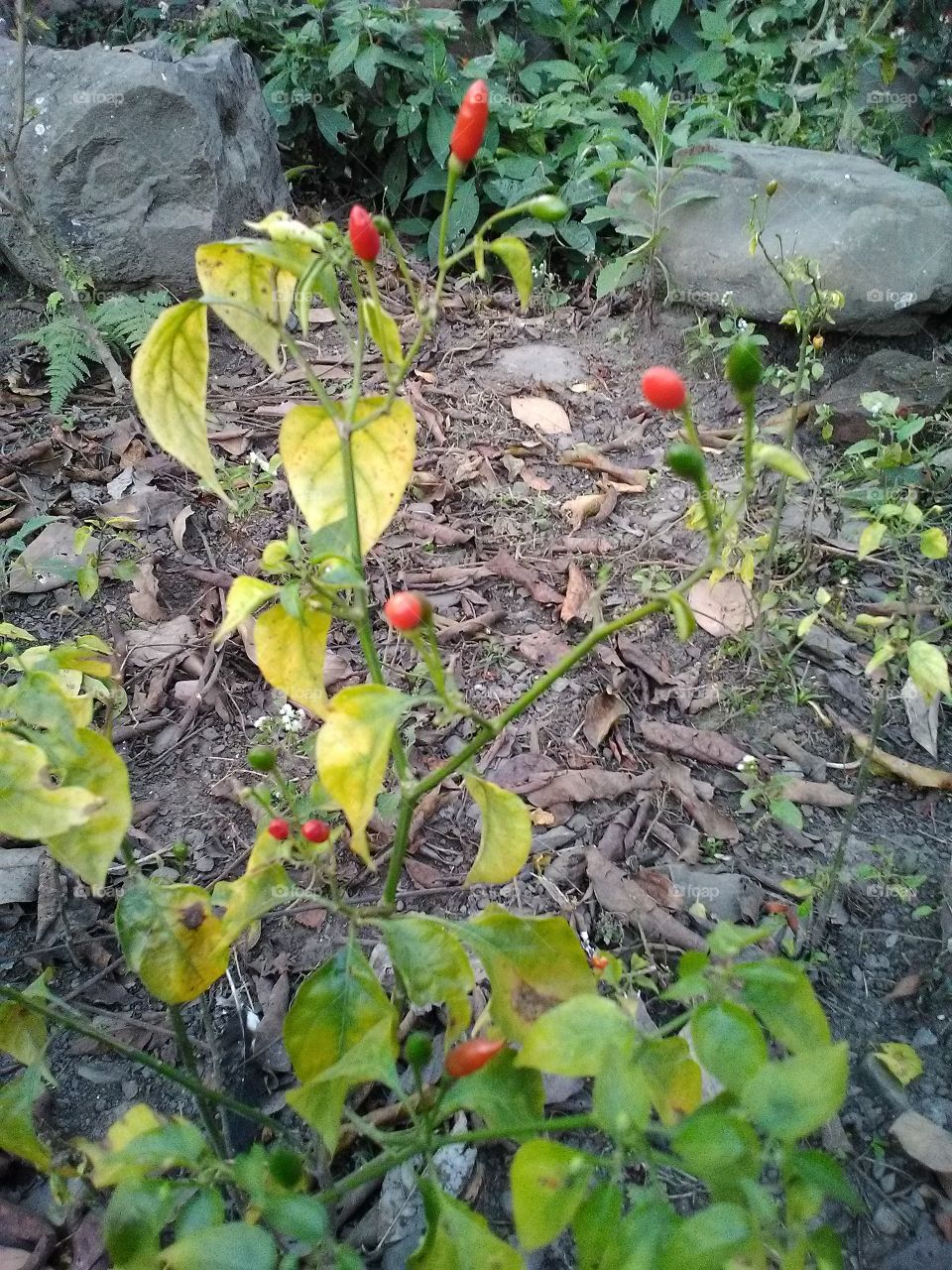 tiny chilli plant