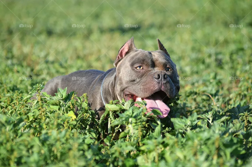 dog