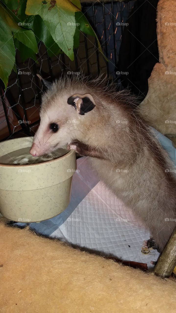 opossum baby