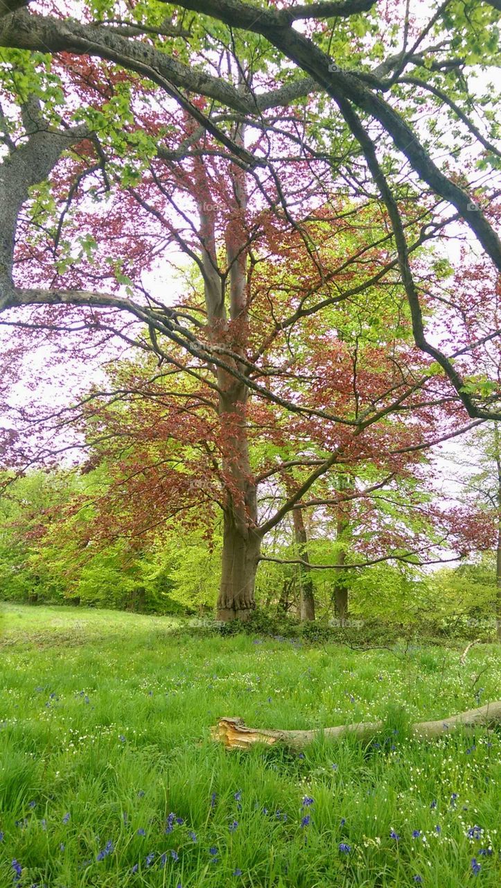 Beautiful Coloured Trees
