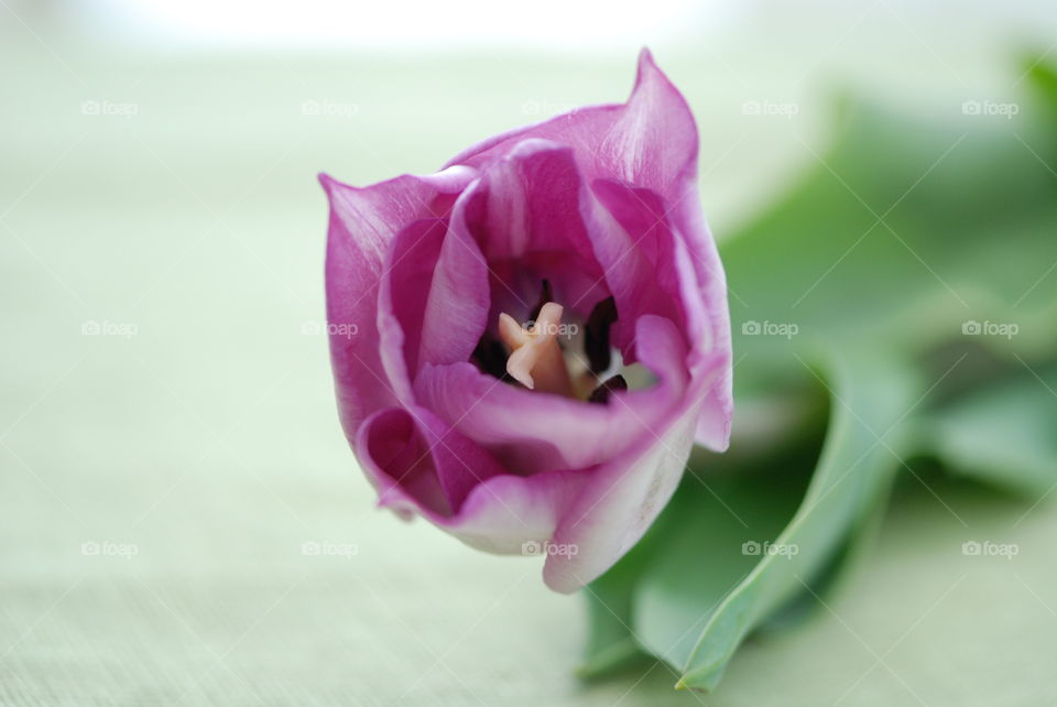 Tulip