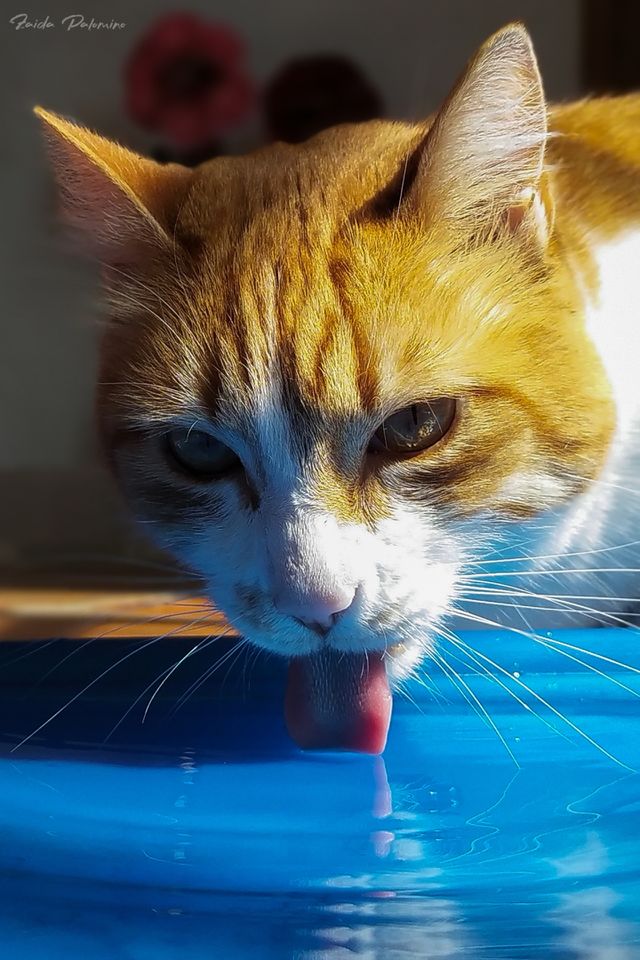 My Cat