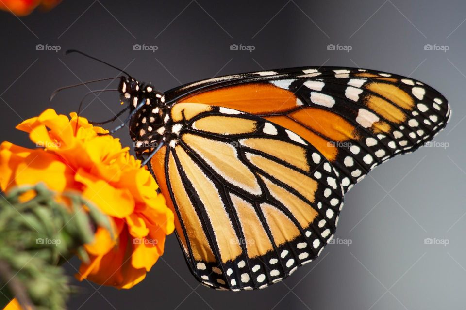 selective focus photography of butterfly on flower