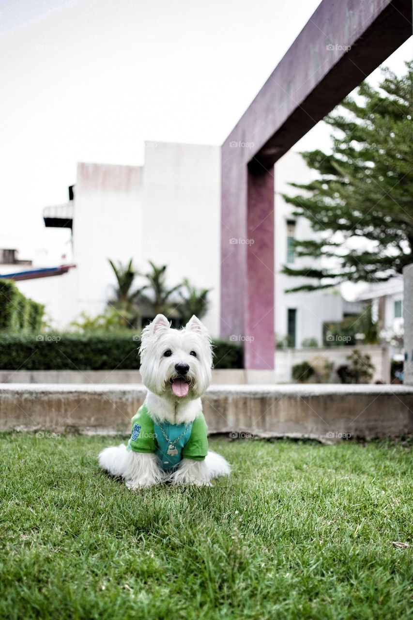 cute westie dog sitting on green grass