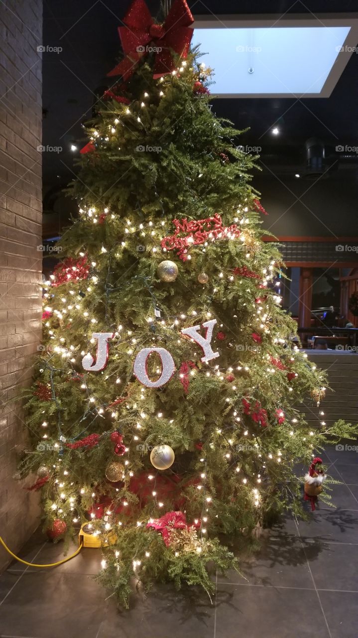Christmas, Winter, Pine, Christmas Tree, Tree