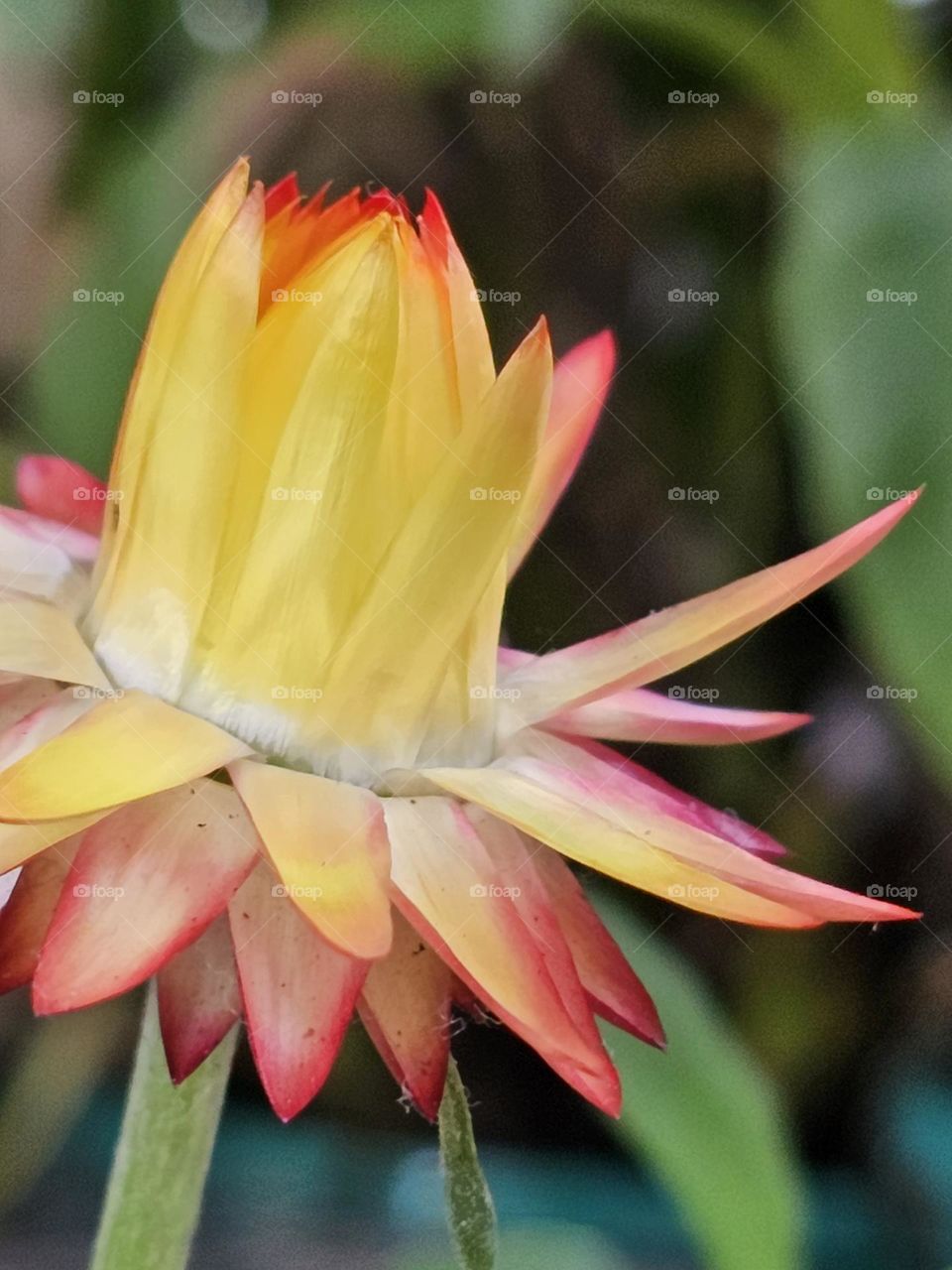 yellow flower in Spring