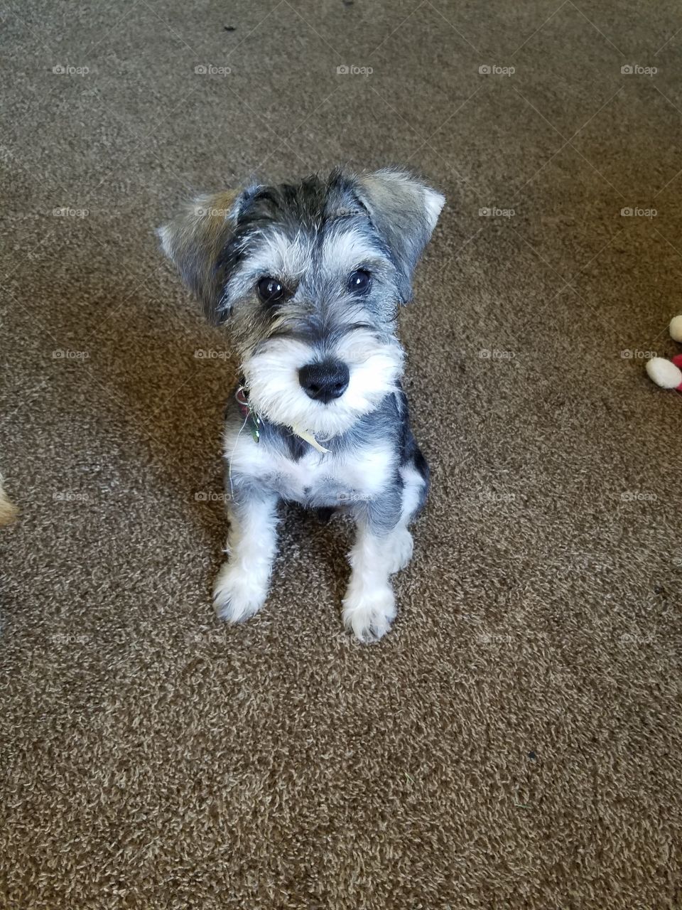 Schnauzer puppy after his first groom