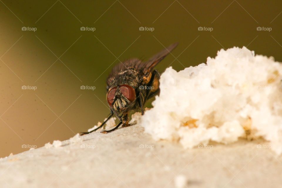 a fly eating some bread