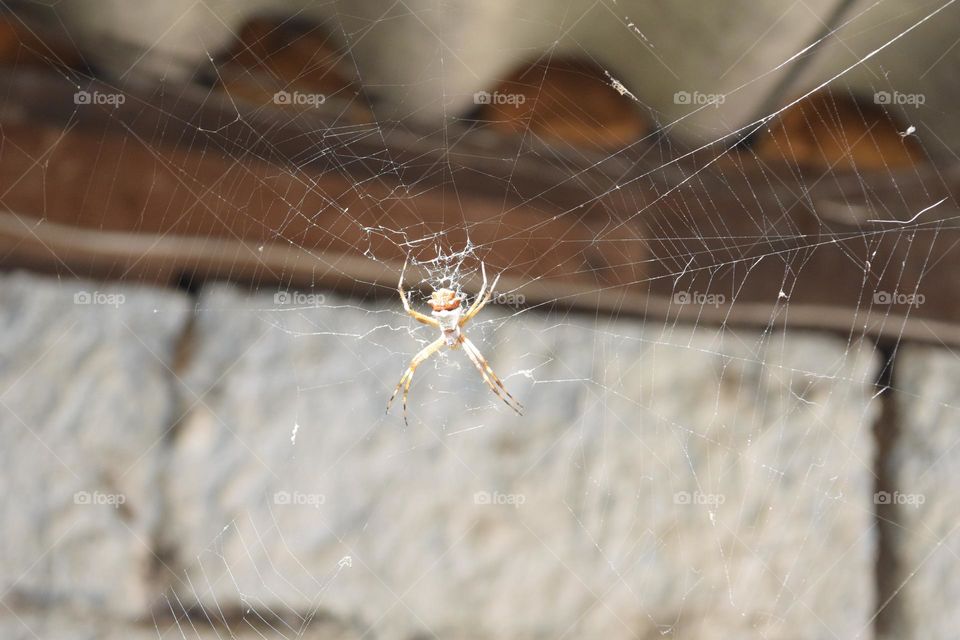 Spider