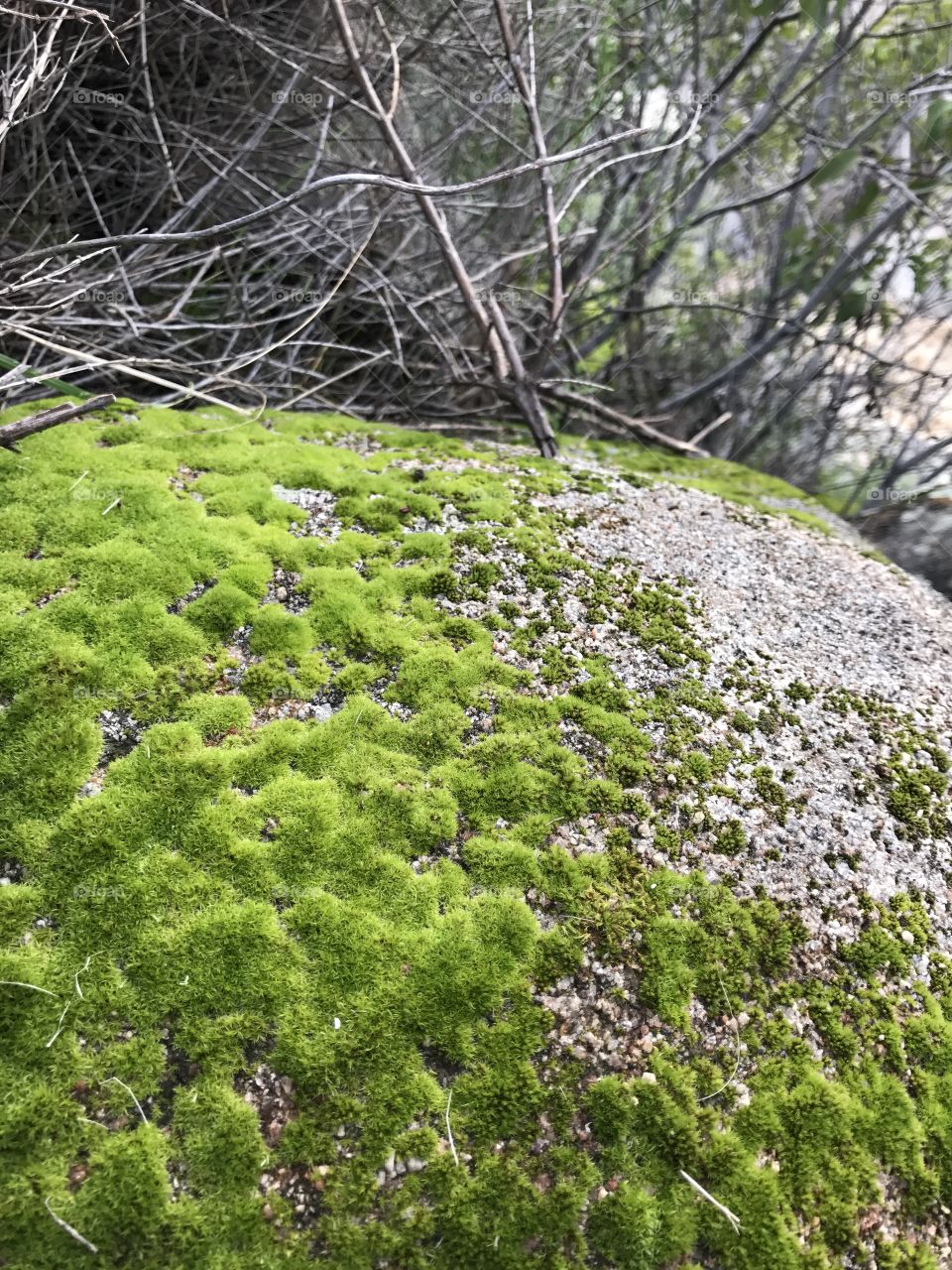 Moss