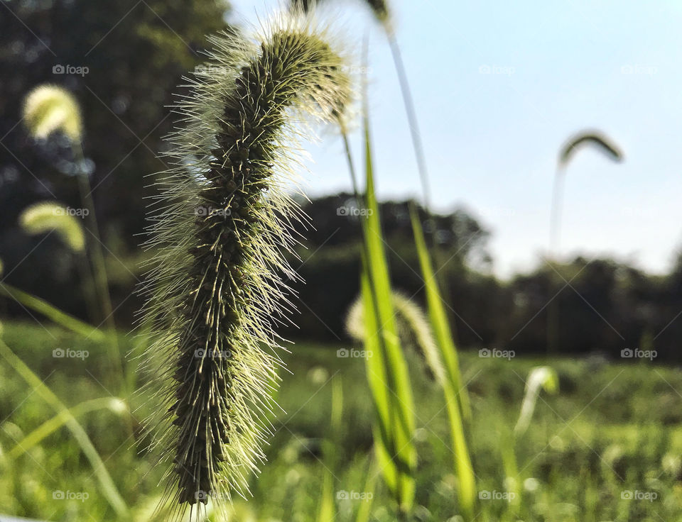 Close up of grass