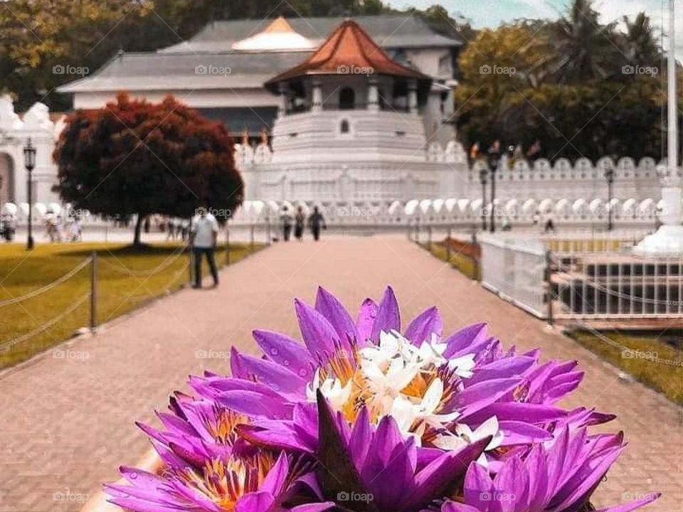 Temple Of The Tooth Relic , Sri Lanka ❤️