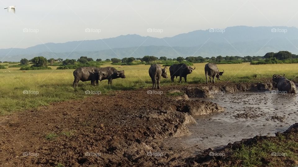 buffalo) in Queen Elizabeth national park just in the vicinity of Mt rwenzori ranges
south Western uganda