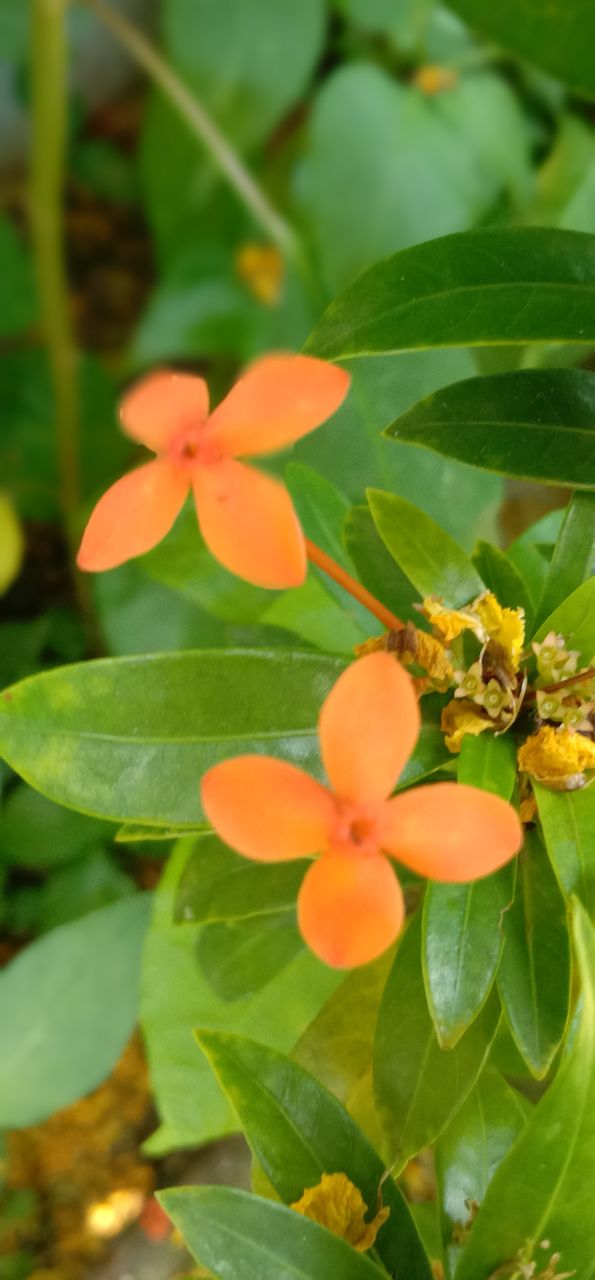 ixora chinensis