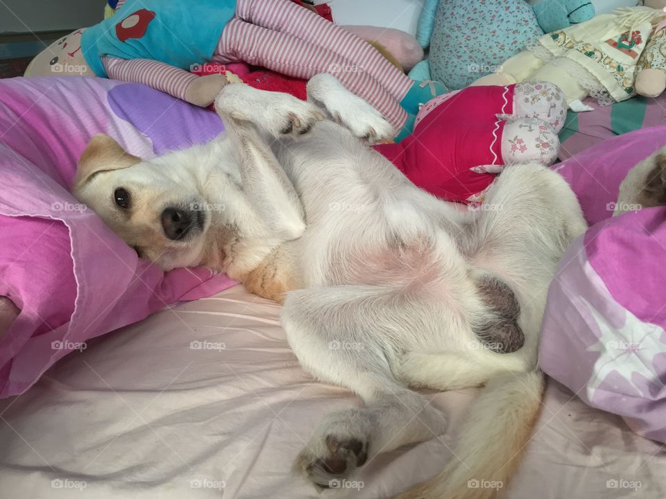 My dog Mickey in my bed