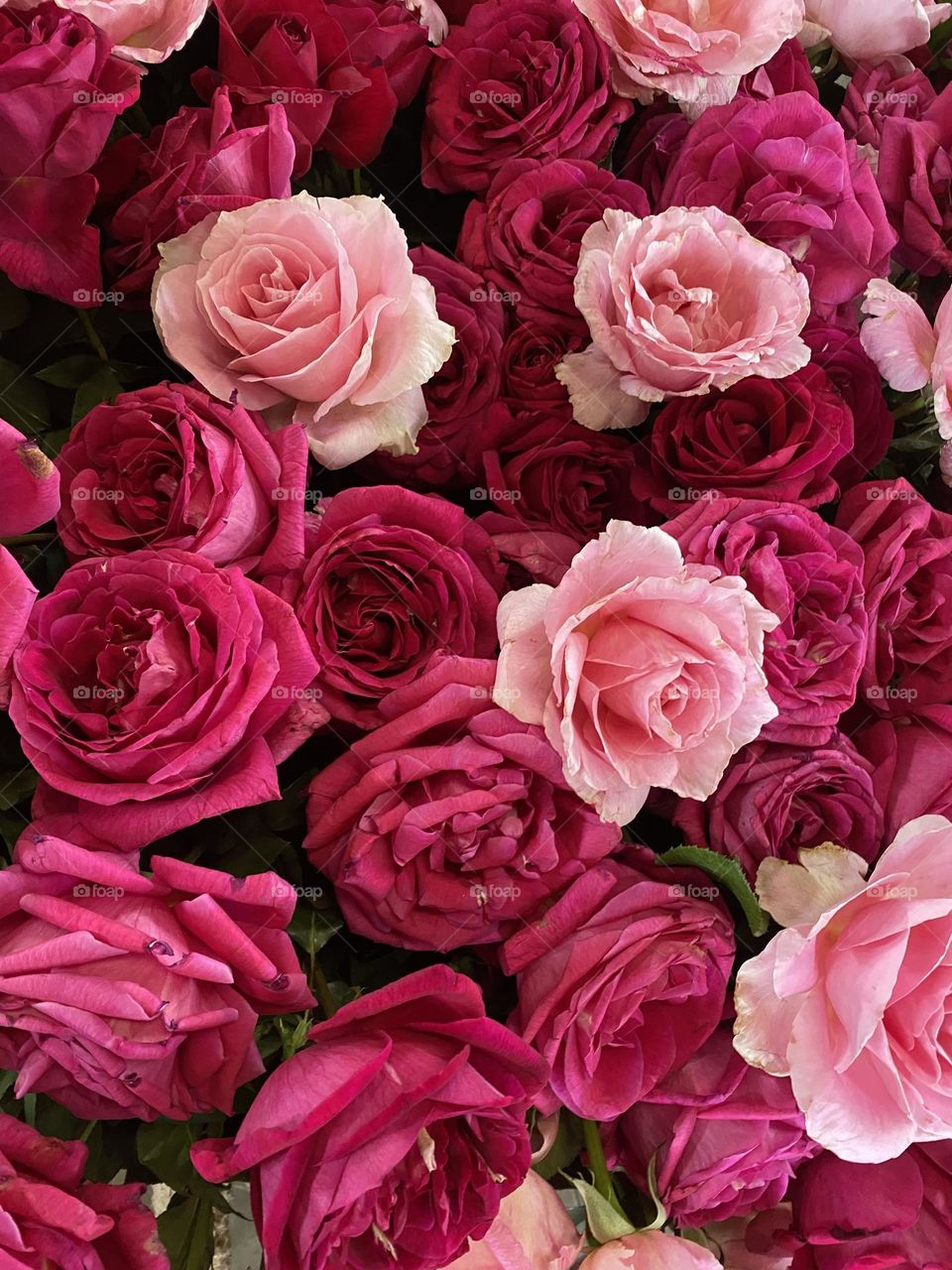 Pink shades of roses