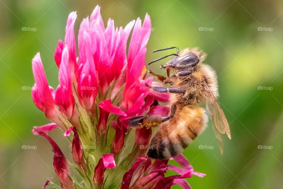 A Western honeybee indulges in Crimson Clover. Raleigh, North Carolina. 