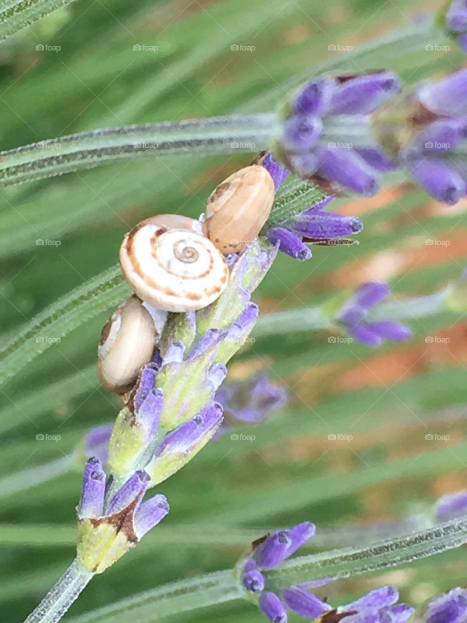 Caracol na Lavanda