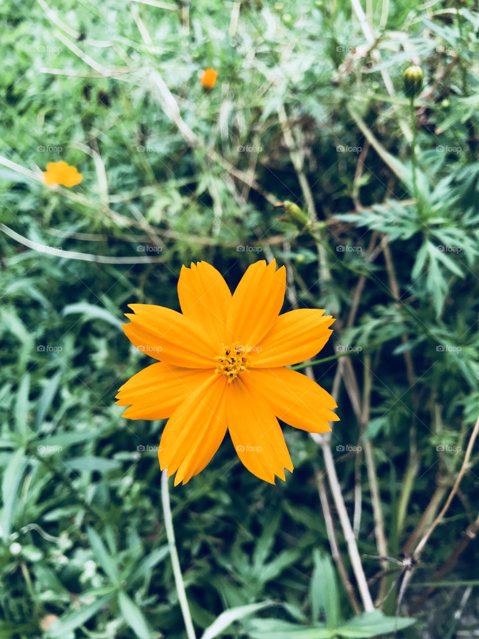 Nice Looking Flower !!! 