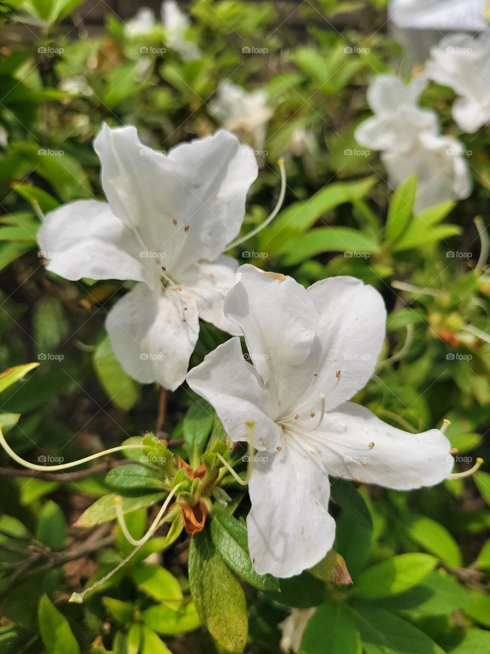 White flower at Hong Kong Victoria Park