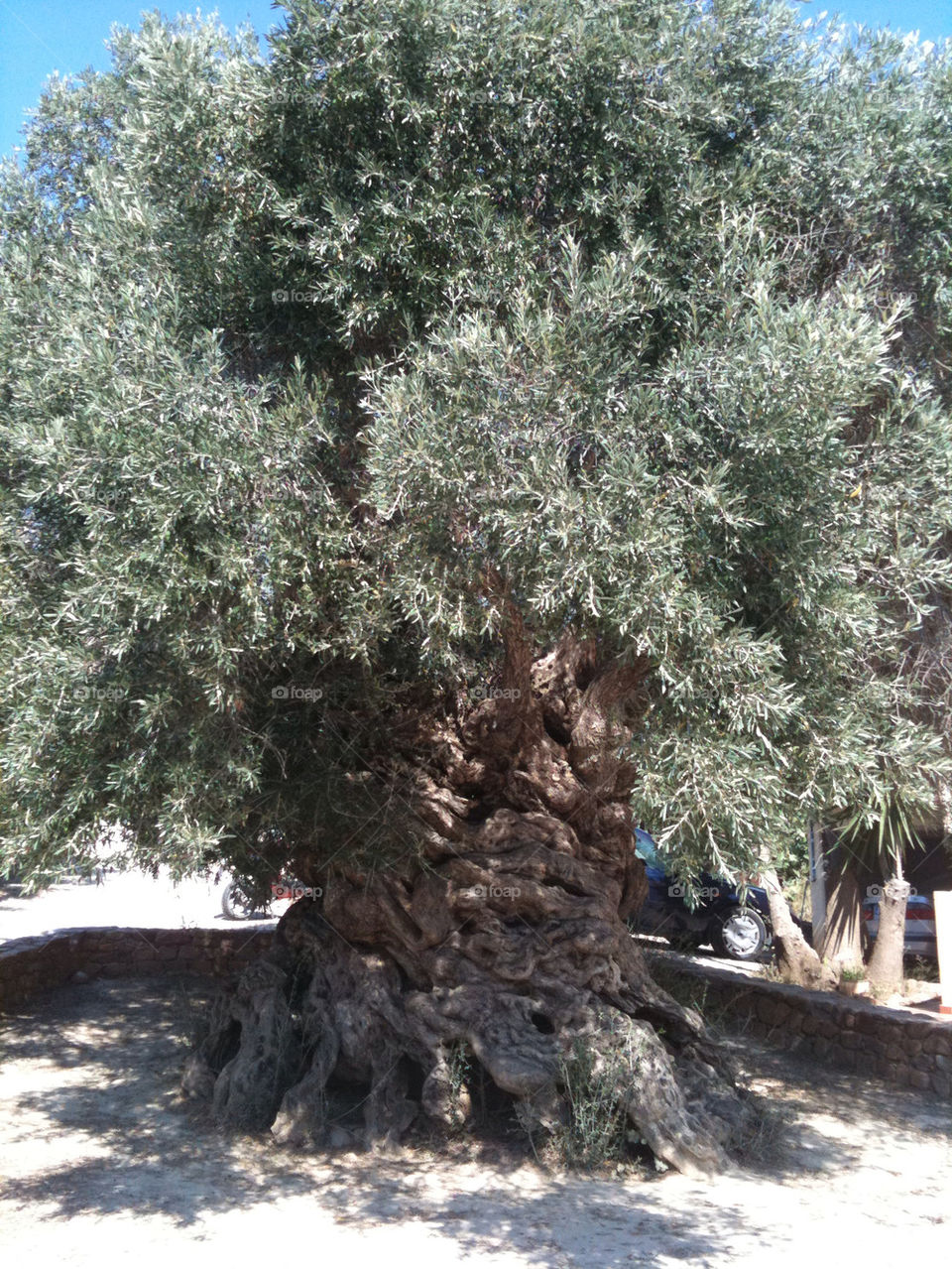 tree old crete olive by valiantos