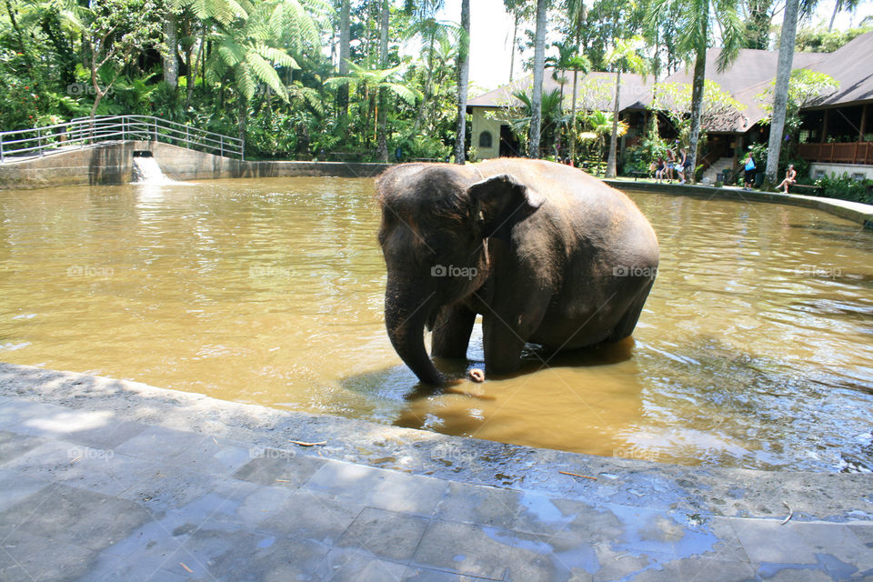 elephant park bali