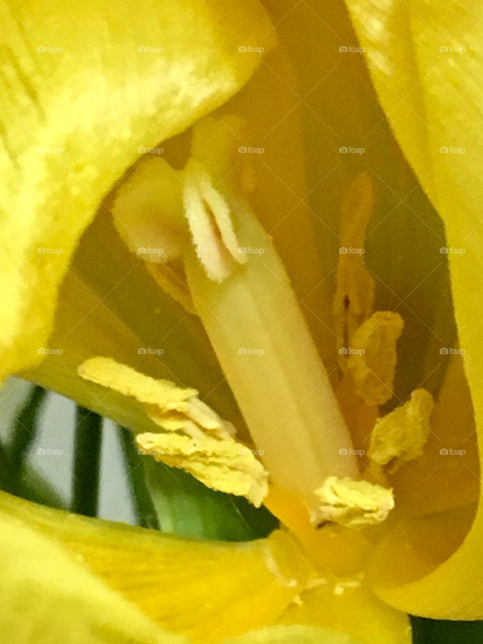 Inside of yellow tulip 