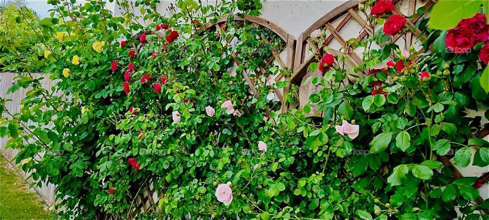 These multiple color roses grow up along wooden meshed gratings leaning against one of the walls of a beautiful house in rural “Lower Bavaria”, Germany. 2024. Hypnotic Productions