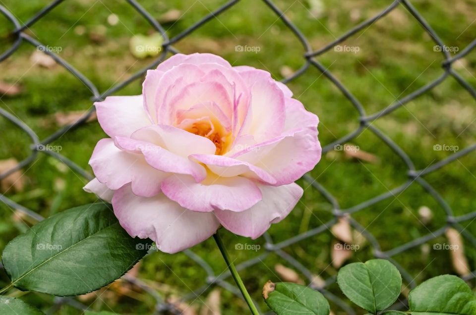 Pink Rose