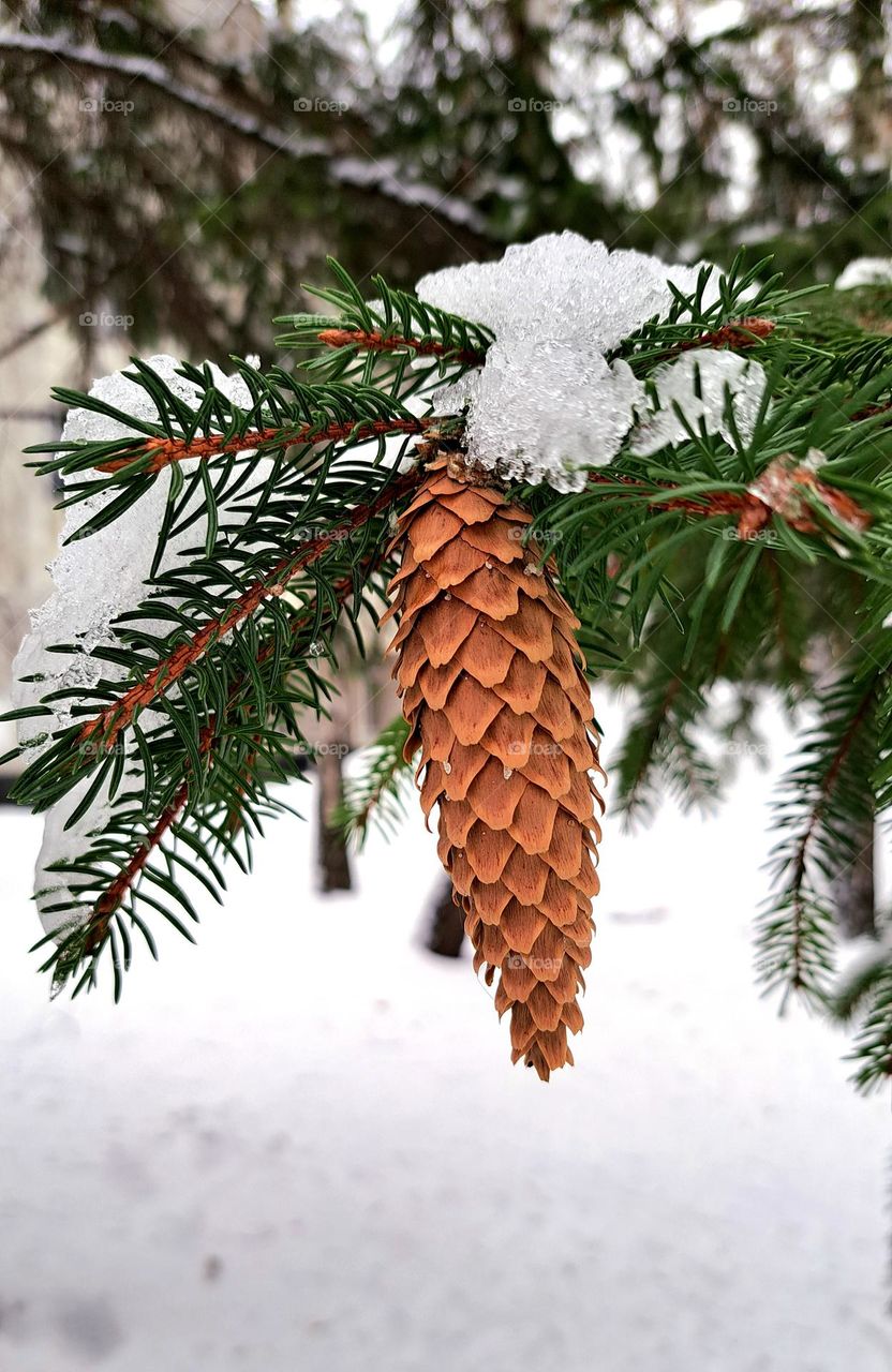 Christmas tree, pine cone and snow