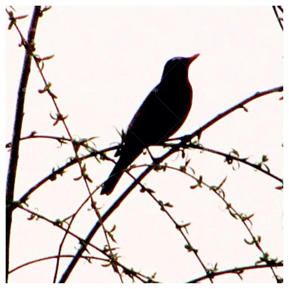 Close up Bird Silhouette 