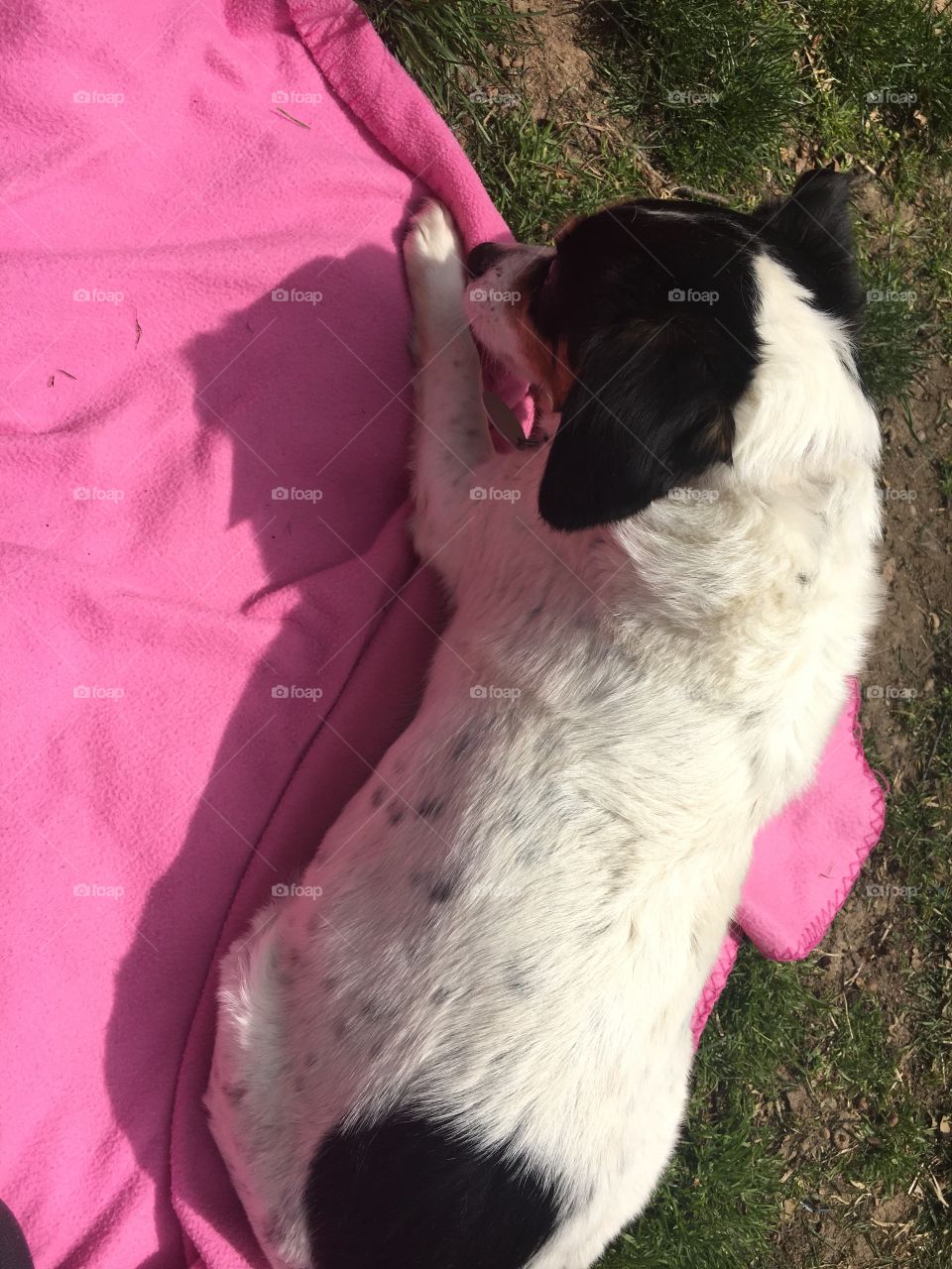 Dog laying on pink blanket outsife