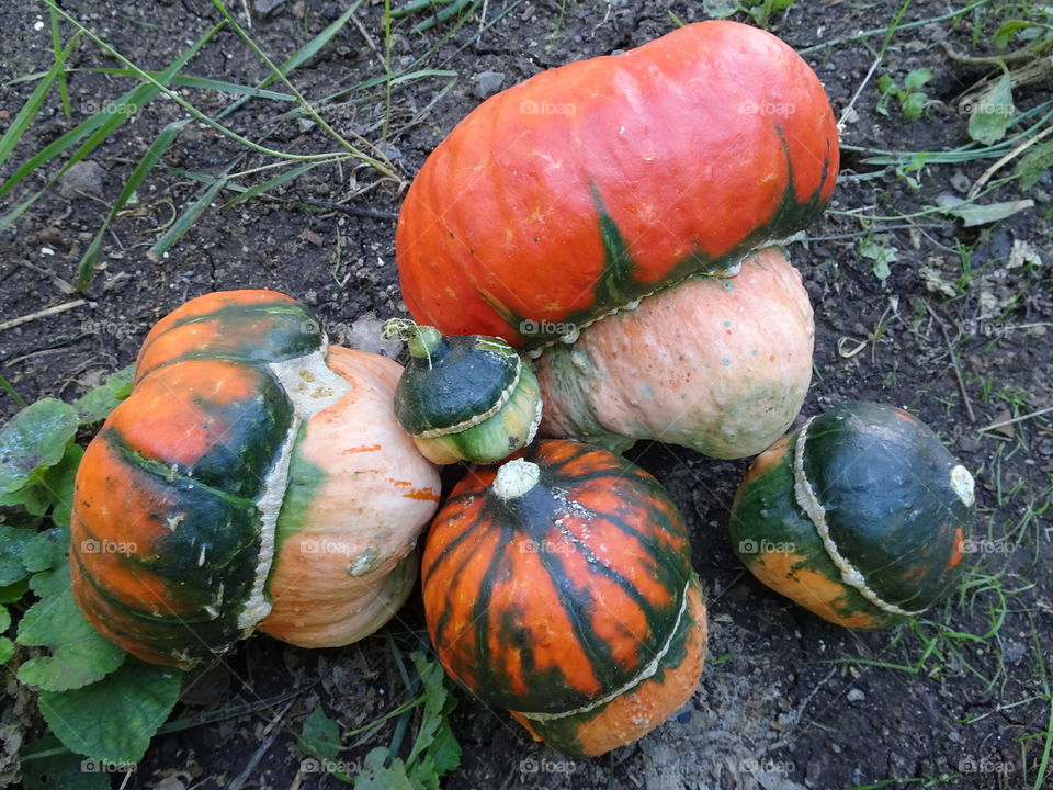 PUMPKINS