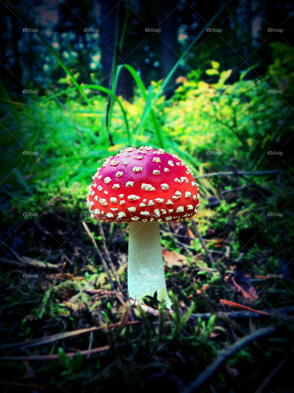 deadly, but nice. a little fly agaric