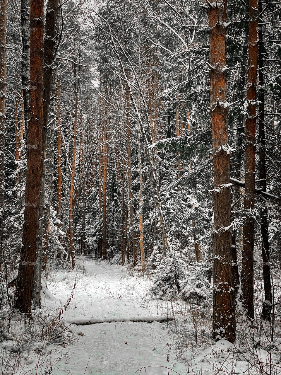 Winter landscape with forest in cloudy December day 