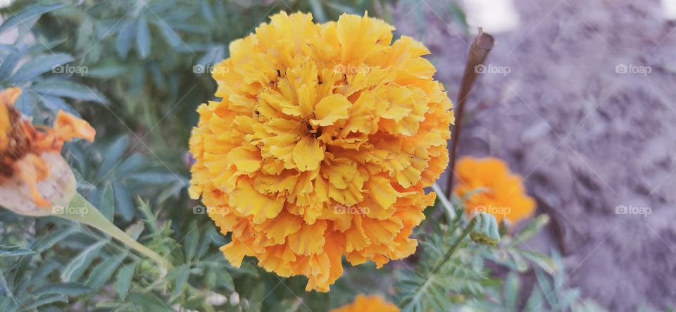 marigold flowers