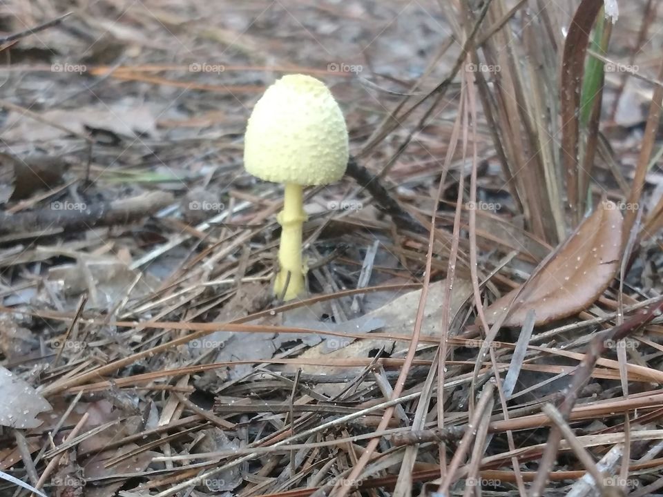 mushroom, nature, life