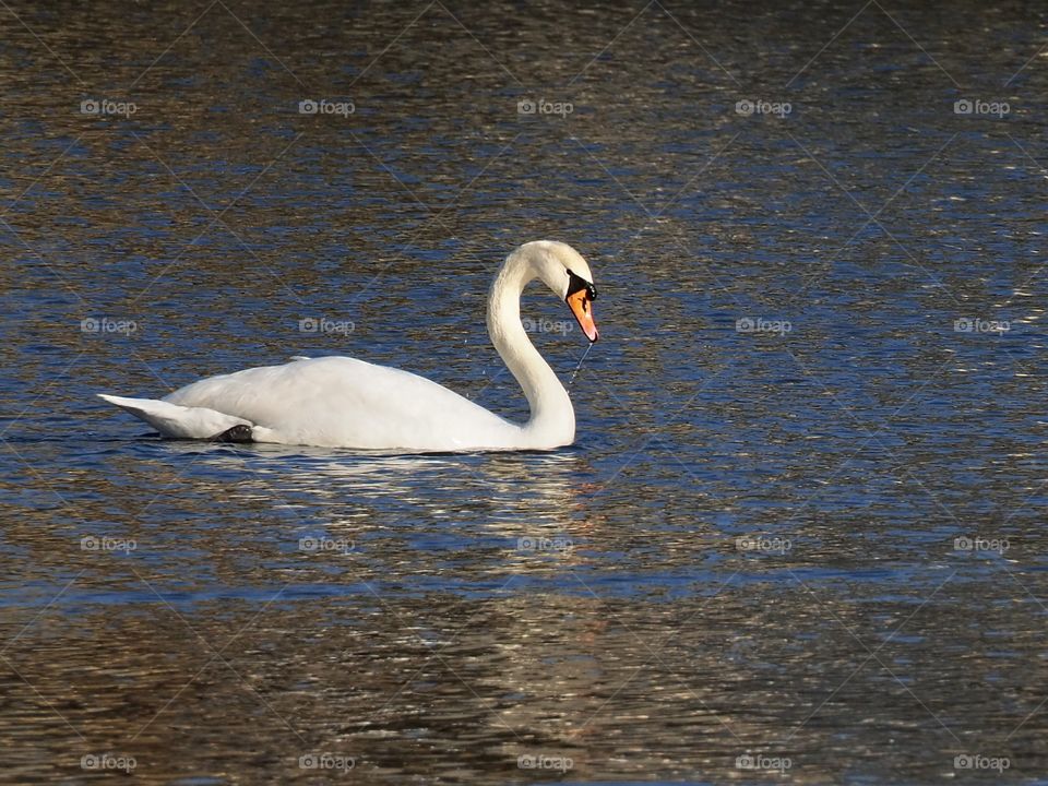 Swan