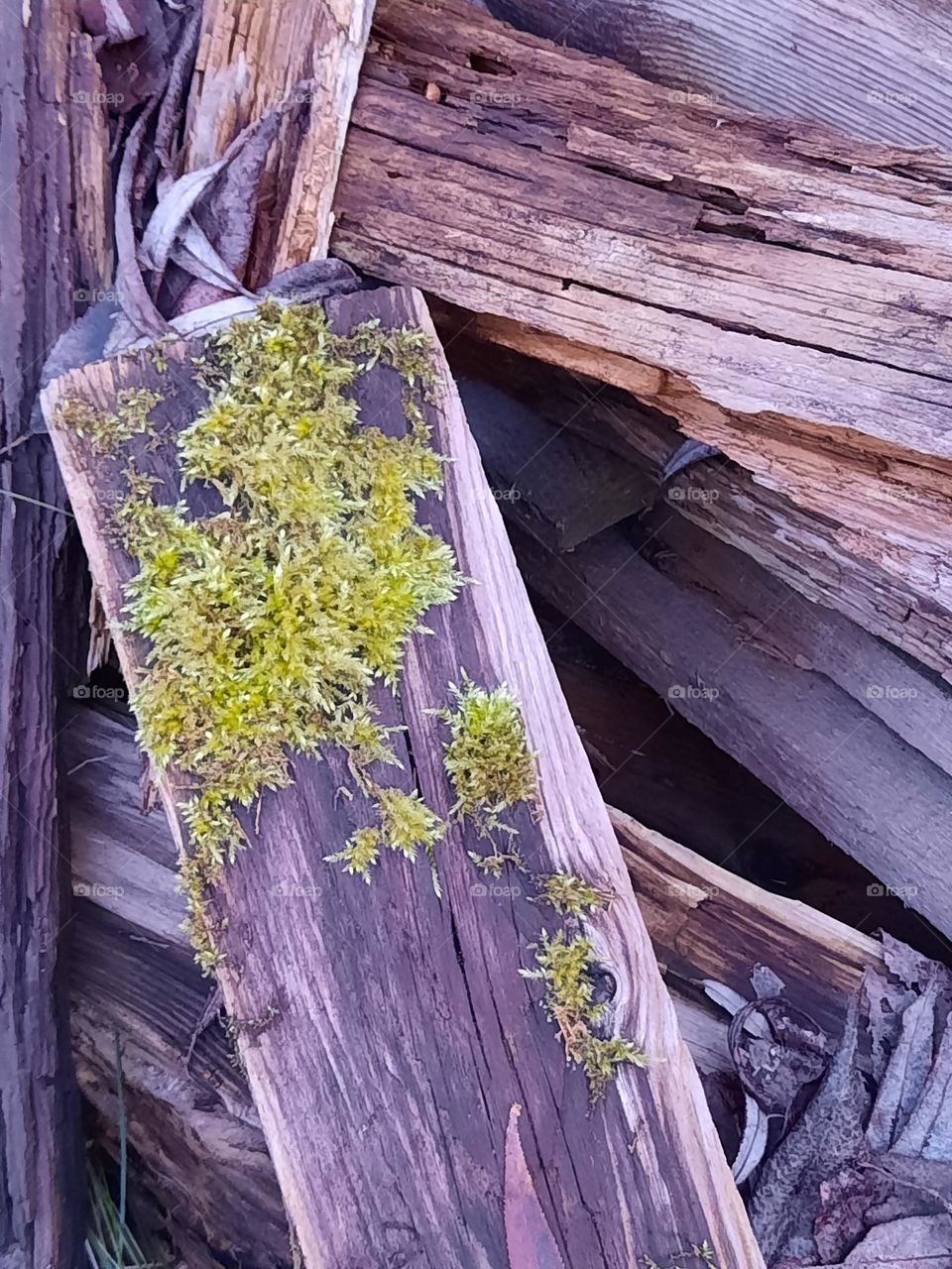 old wood and moss