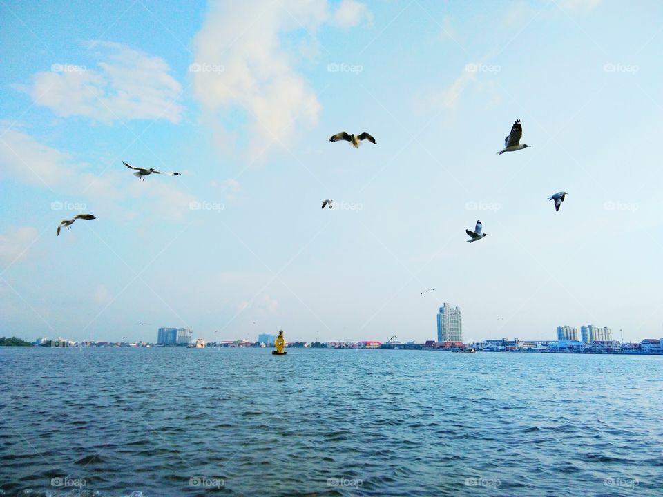 Seagulls flying over the sea